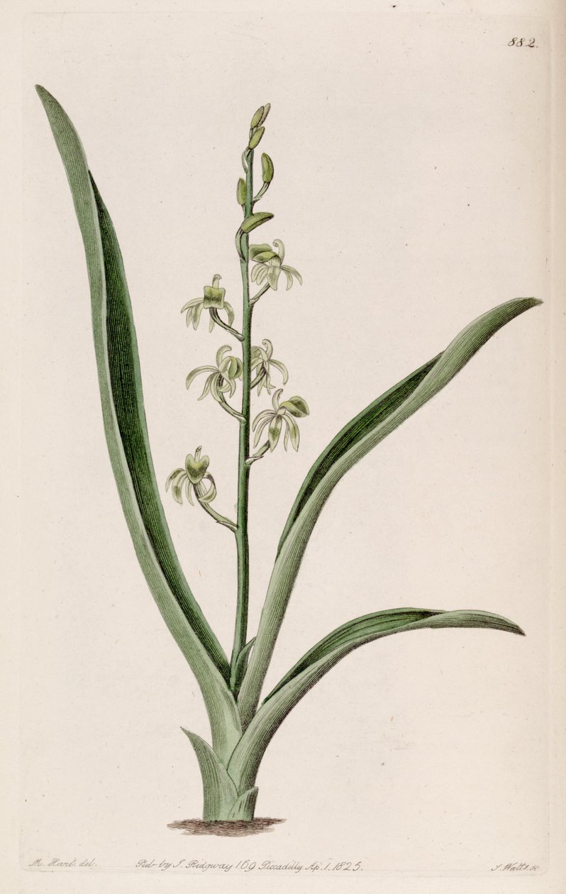 A Liparis reflexa illusztrációja (mint szin. Liparis foliosa) alkotó: M. Hart
