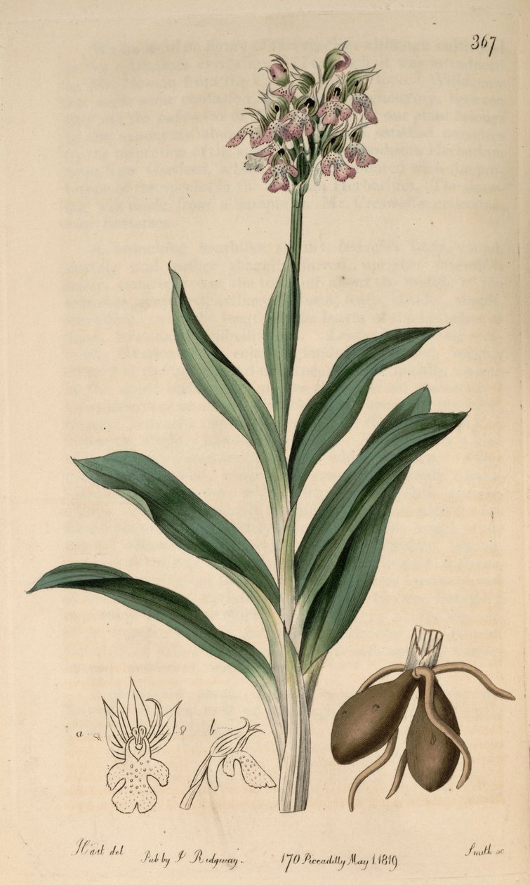 A Neotinea tridentata subsp. tridentata (mint szin. Orchis variegataAll.) alkotó: M. Hart
