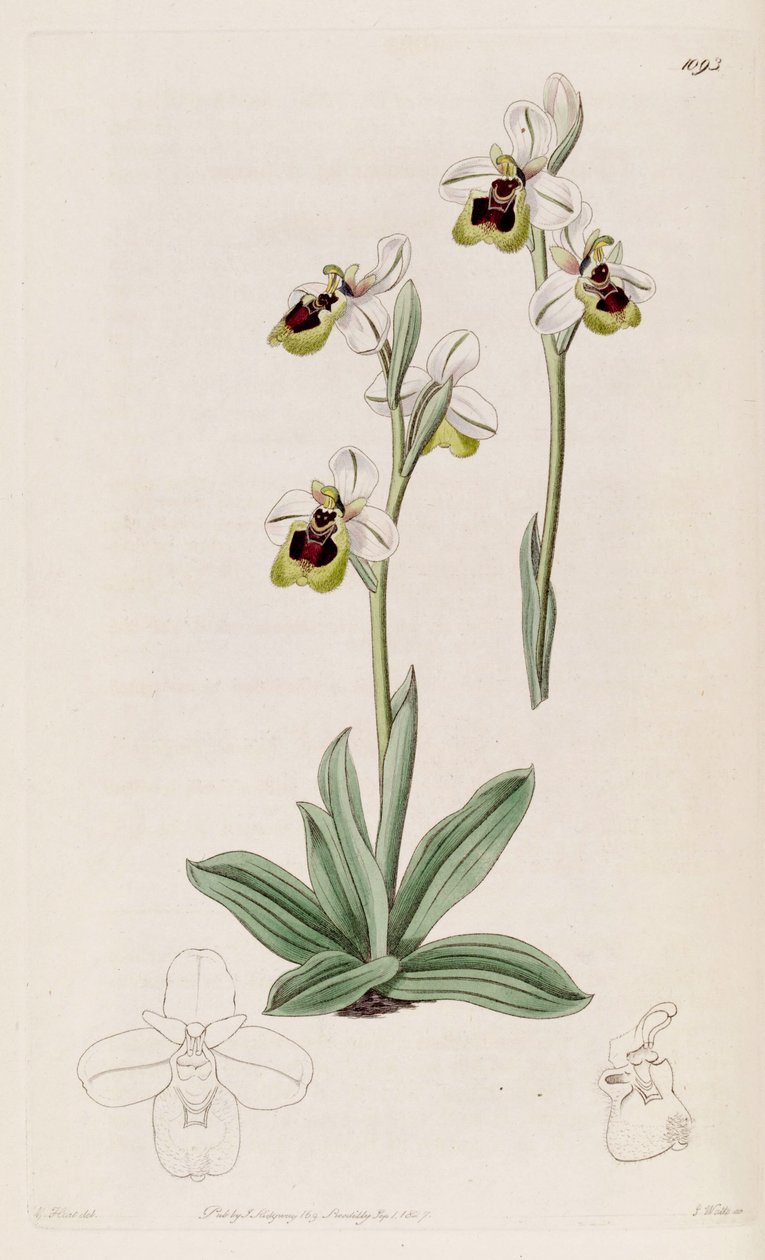 Az Ophrys tenthredinifera illusztrációja alkotó: M. Hart