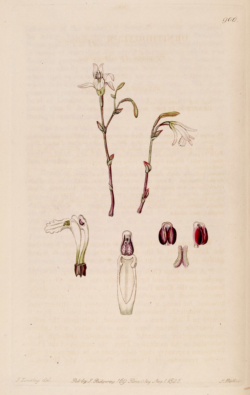 Illusztráció: Pogonia ophioglossoides (mint syn. Pogonia pendula) alkotó: M. Hart