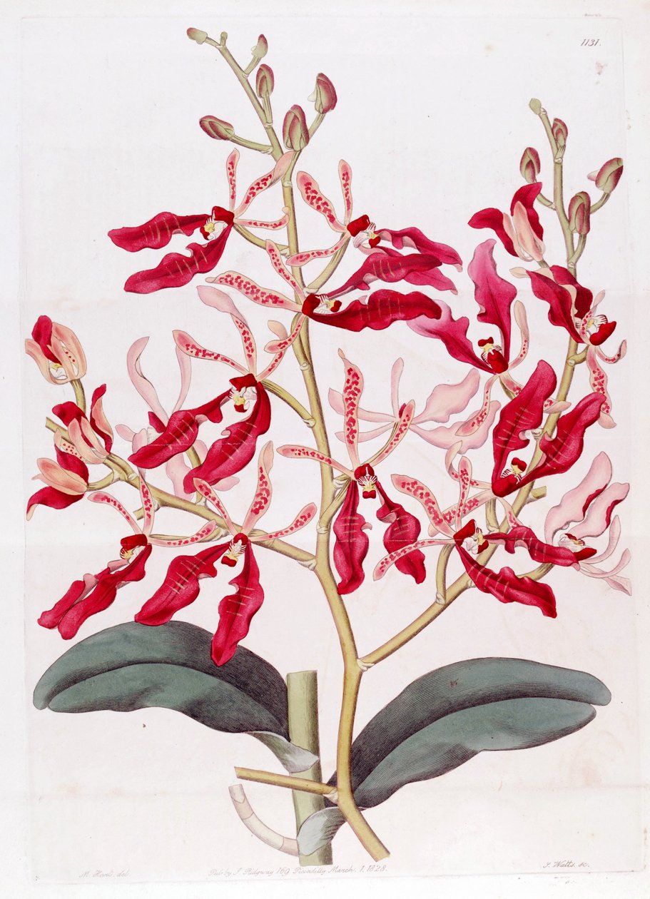 Renanthera coccinea illusztrációja alkotó: M. Hart