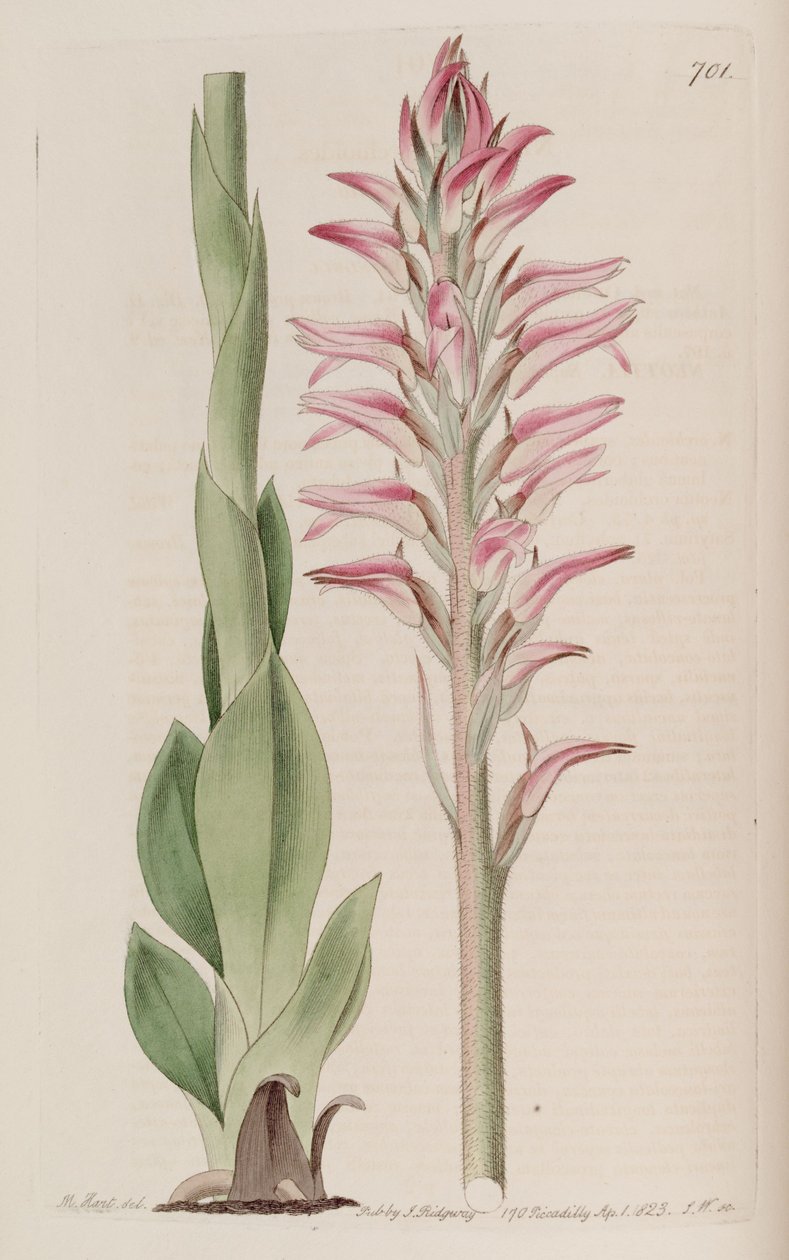 Sacoila lanceolata illusztrációja (syn. Neottia orchioides) alkotó: M. Hart