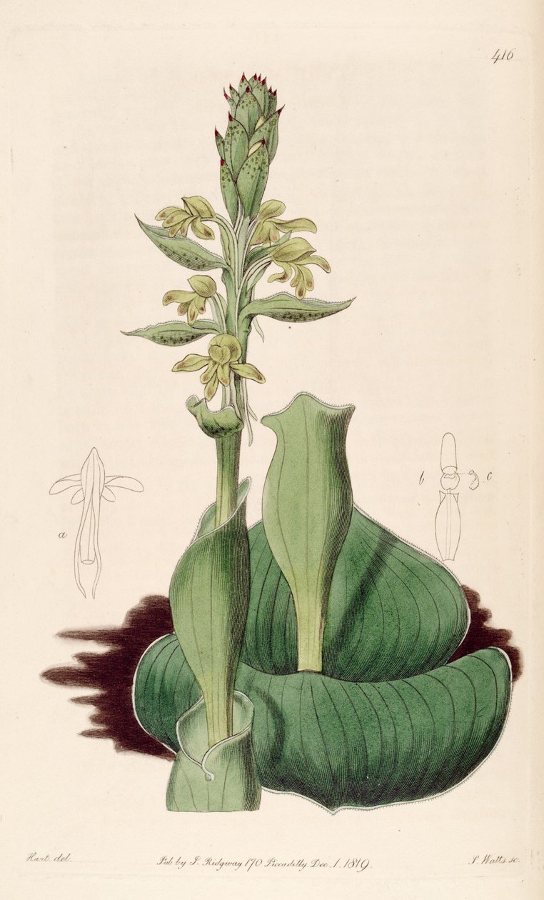 A Satyrium bicorne illusztrációja (mint syn. Satyrium cucullatum) alkotó: M. Hart