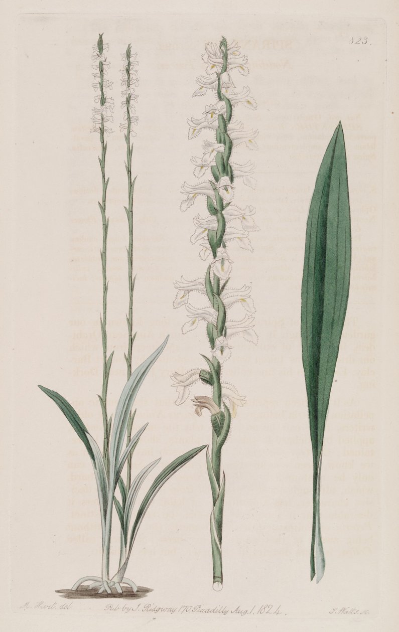 A Spiranthes cernua illusztrációja alkotó: M. Hart