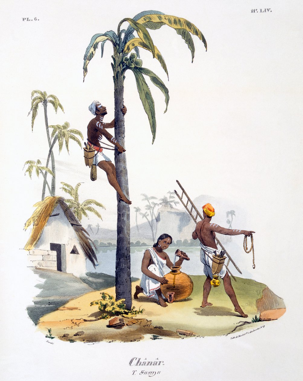 A Nadar kasztba tartozó férfi pálmafára mászik, 1827-35 alkotó: M.E. Burnouf