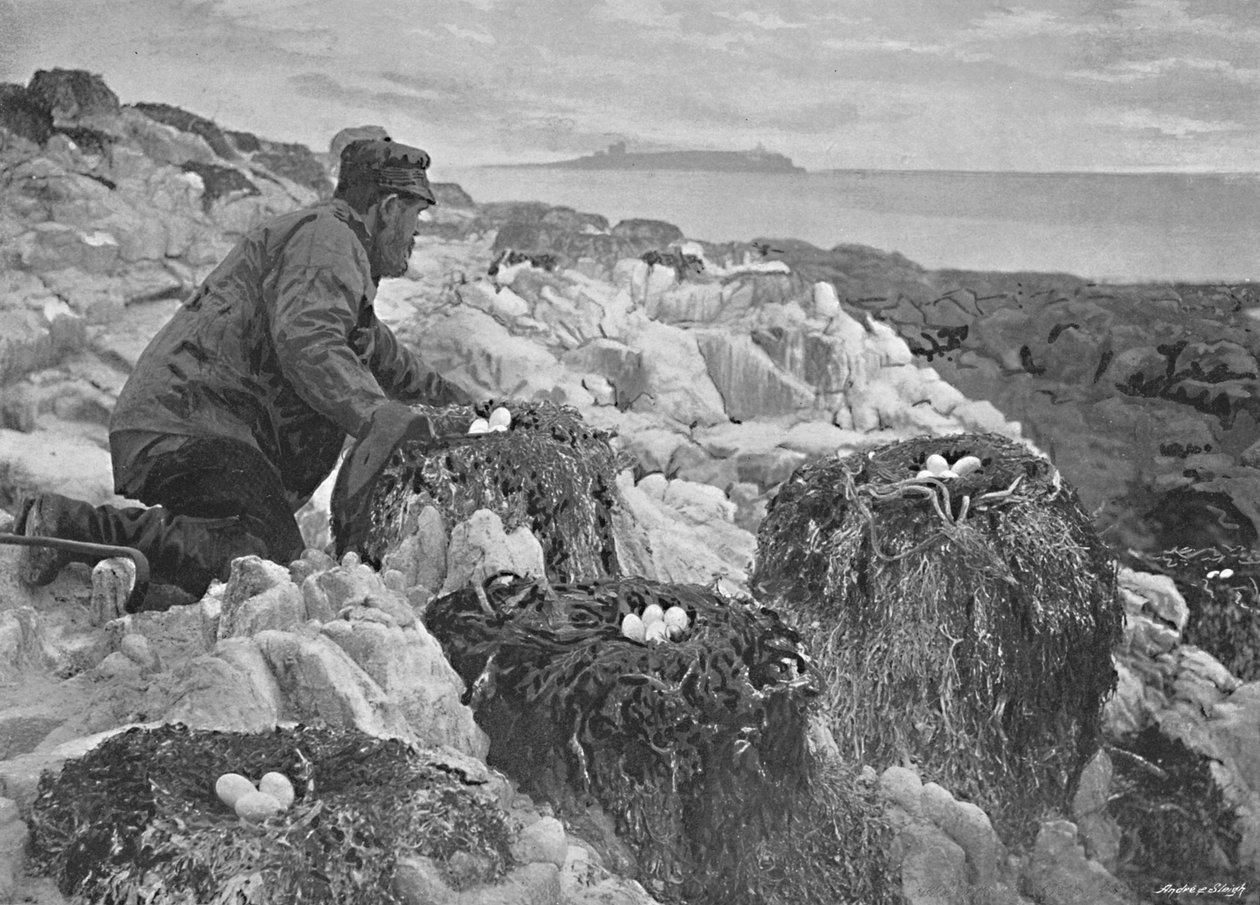 Kormoránfészkek, Farne-szigetek, 1896 alkotó: M. Aunty