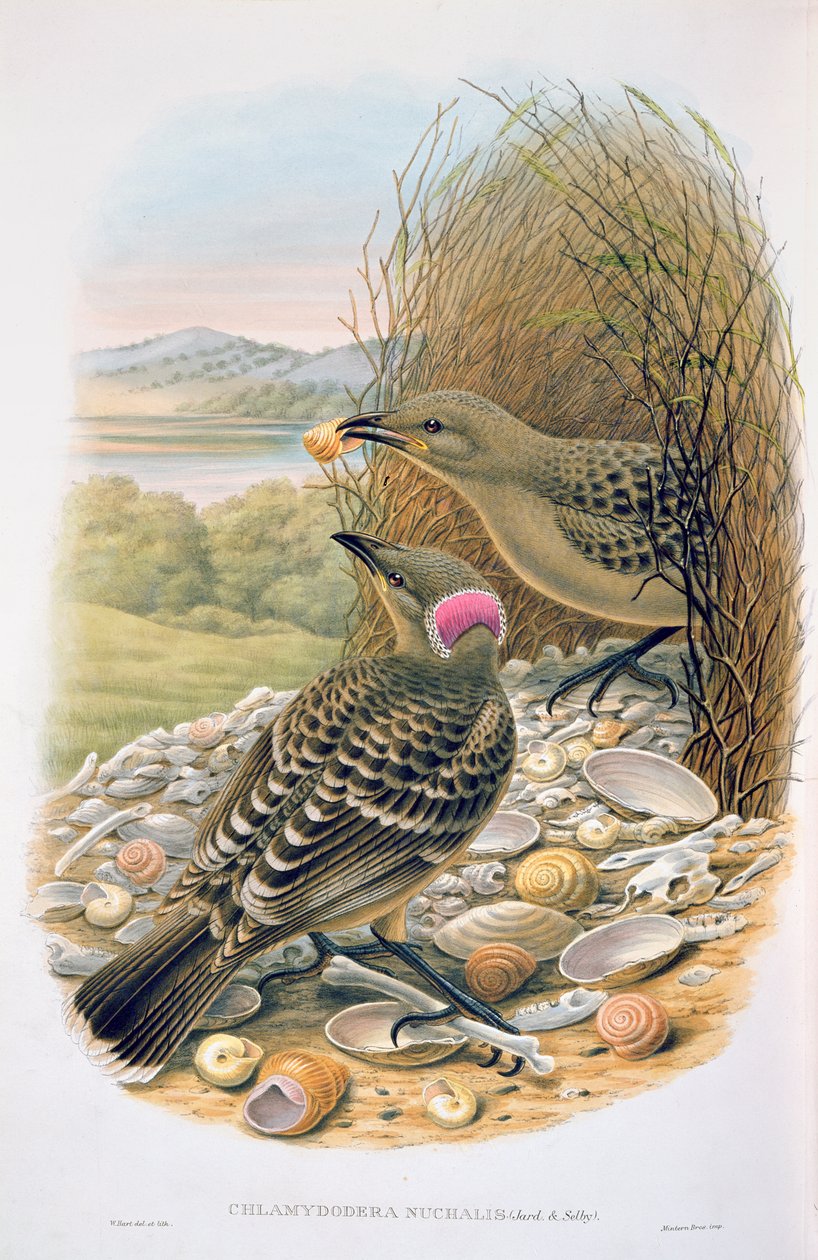 Chlamydera Nuchalis, nagy vagy nagy szürke bowerbird alkotó: M. Hart