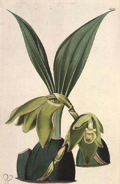 Orchidea: Maxillaria ciliaris, M. Hart (fl.1829), kiadó: I. Ridgway alkotó: M. Hart