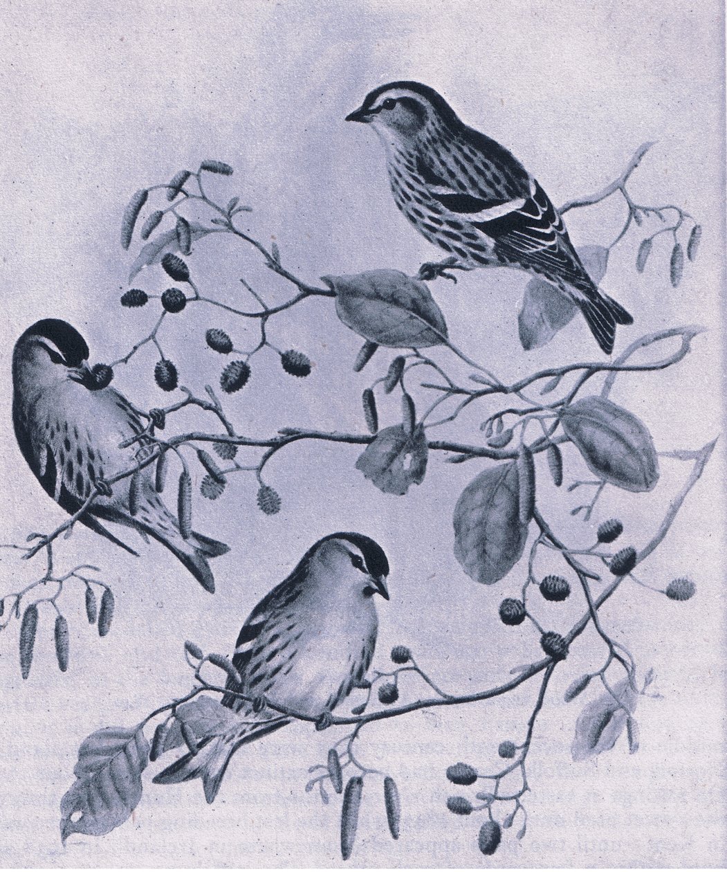 Siskins, Nature in Britain, Collins, 1946 alkotó: M. Hart