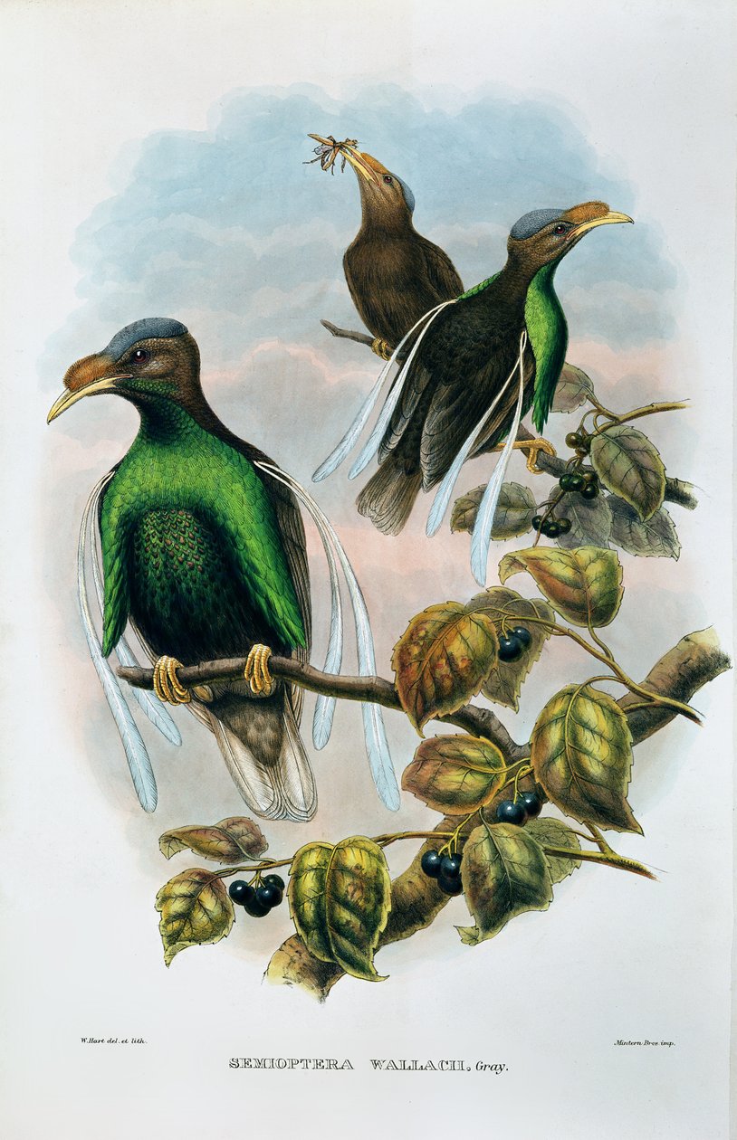 Wallace Standard Wing Semioptera Wallecei alkotó: M. Hart