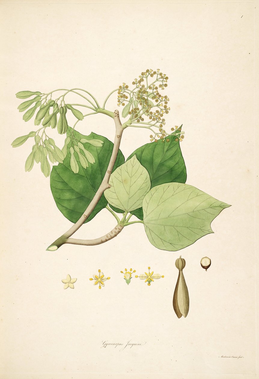 Gyrocarpus jacquini (= Gyrocarpus americanus), Hernandiaceae illusztrációja alkotó: Mackenzie