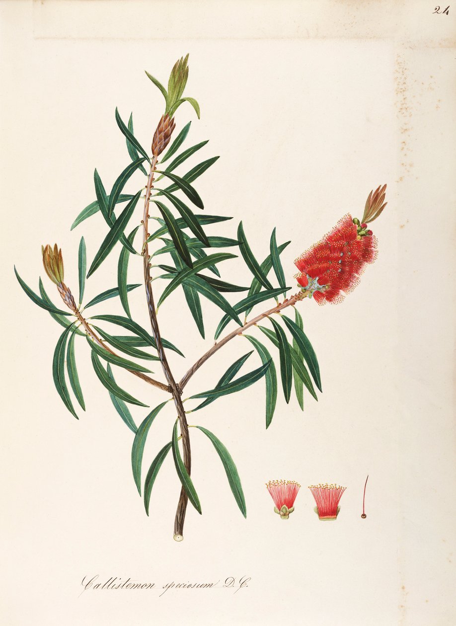 Albany Bottlebrush (Callistemon speciosum DC), Myrtaceae, kitartó levelű cserje, Ausztráliában őshonos, akvarell alkotó: Maddalena Lisa Mussino