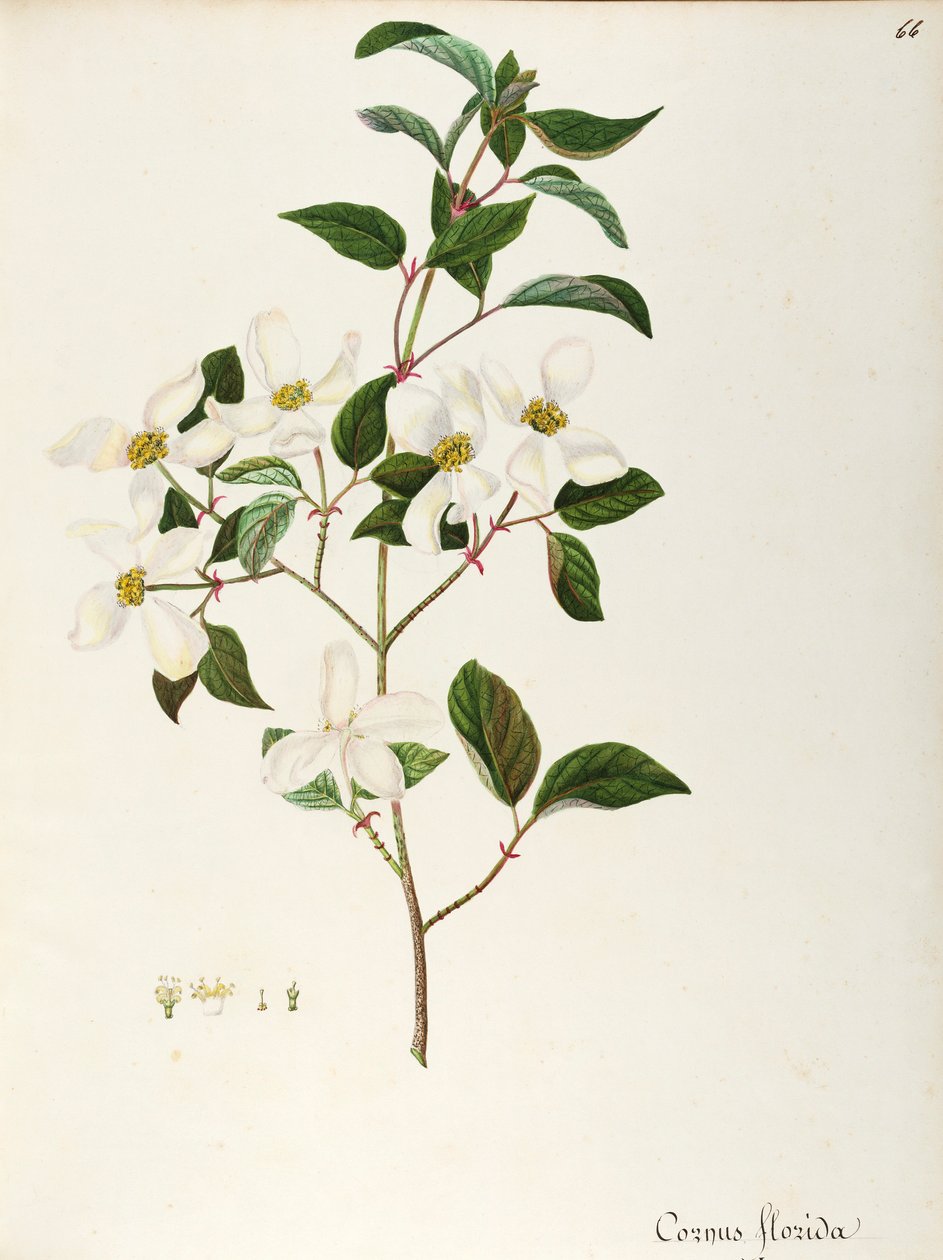 Virágzó somfa (Cornus florida), Cornaceae, Észak-Amerikában őshonos kis fa vagy cserje, akvarell alkotó: Maddalena Lisa Mussino