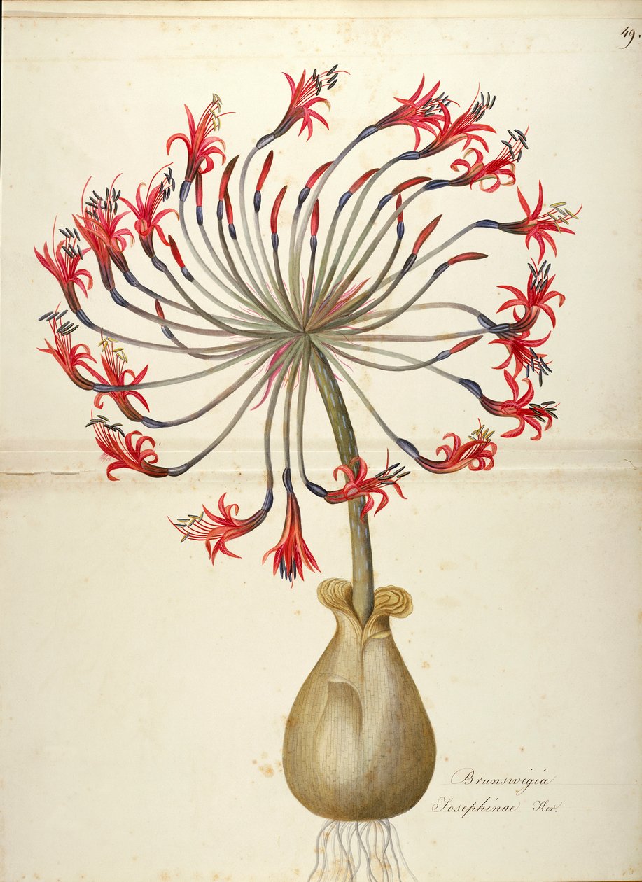Josephine liliom (Brunsvigia josephinae), Amaryllidaceae, Maddalena Lisa Mussino, akvarell alkotó: Maddalena Lisa Mussino