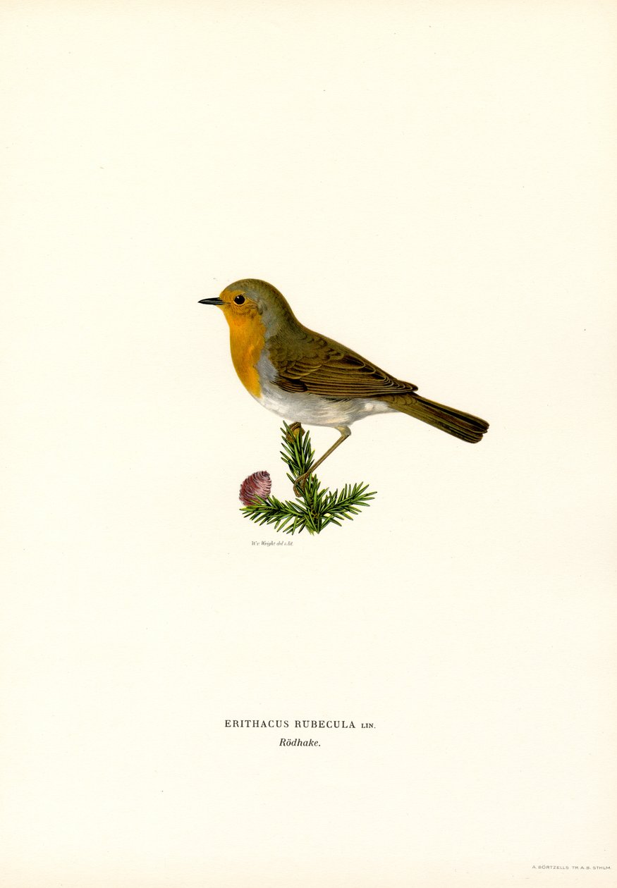 Robin (színes litó) alkotó: Magnus Ferdinand and Wilhelm von Wright