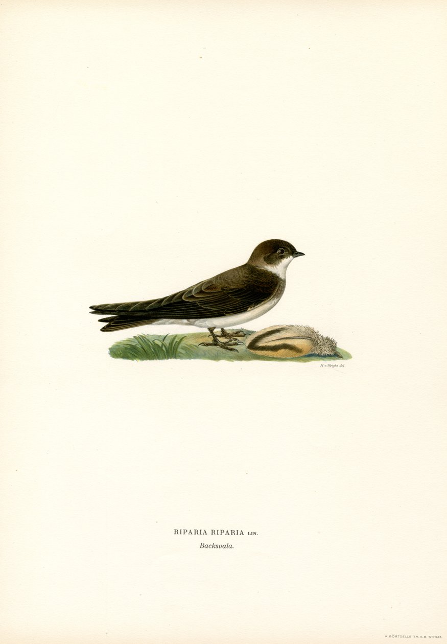 Sand Martin (színes litó) alkotó: Magnus Ferdinand and Wilhelm von Wright