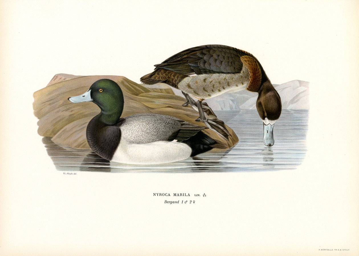 Amerikai kacsa (színes litho) alkotó: Magnus Ferdinand and Wilhelm von Wright
