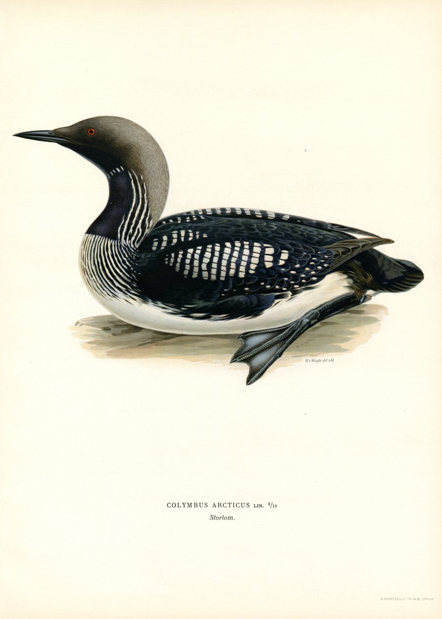 Arctic Loon (színes litó) alkotó: Magnus Ferdinand and Wilhelm von Wright