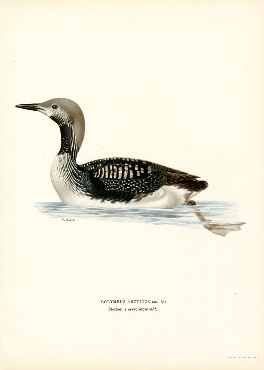 Arctic Loon (színes litó) alkotó: Magnus Ferdinand and Wilhelm von Wright