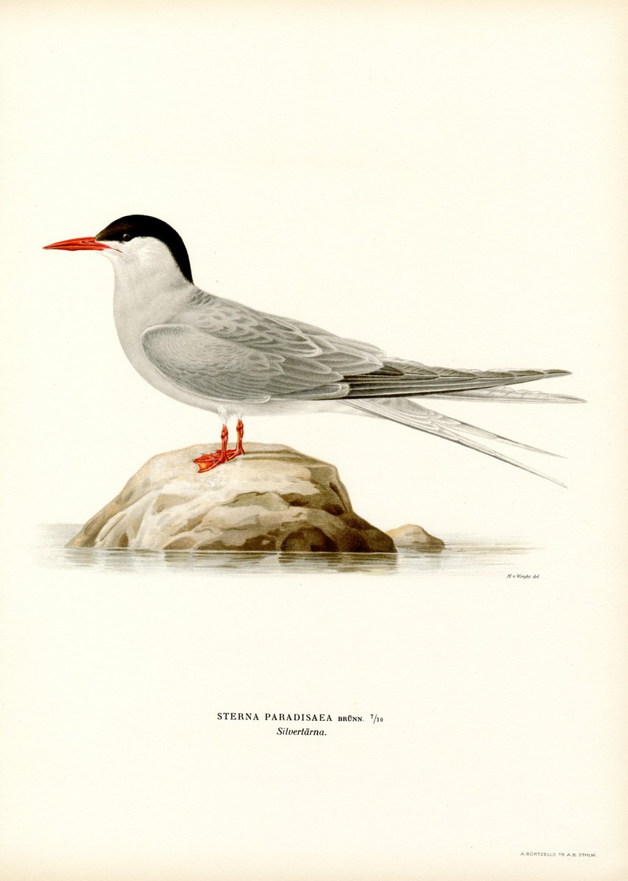 Sarkvidéki csér (színes litó) alkotó: Magnus Ferdinand and Wilhelm von Wright