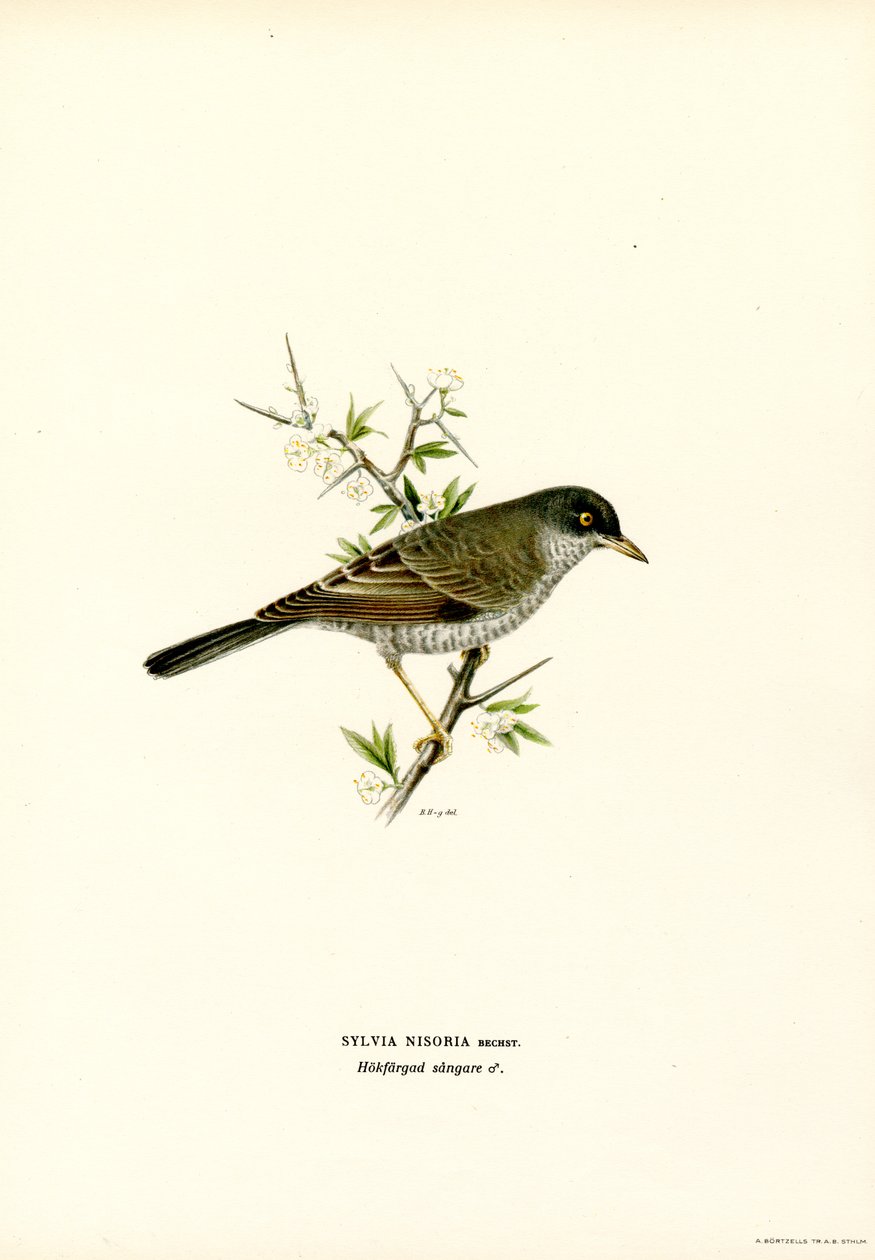 Barred poszcsa (színes litó) alkotó: Magnus Ferdinand and Wilhelm von Wright