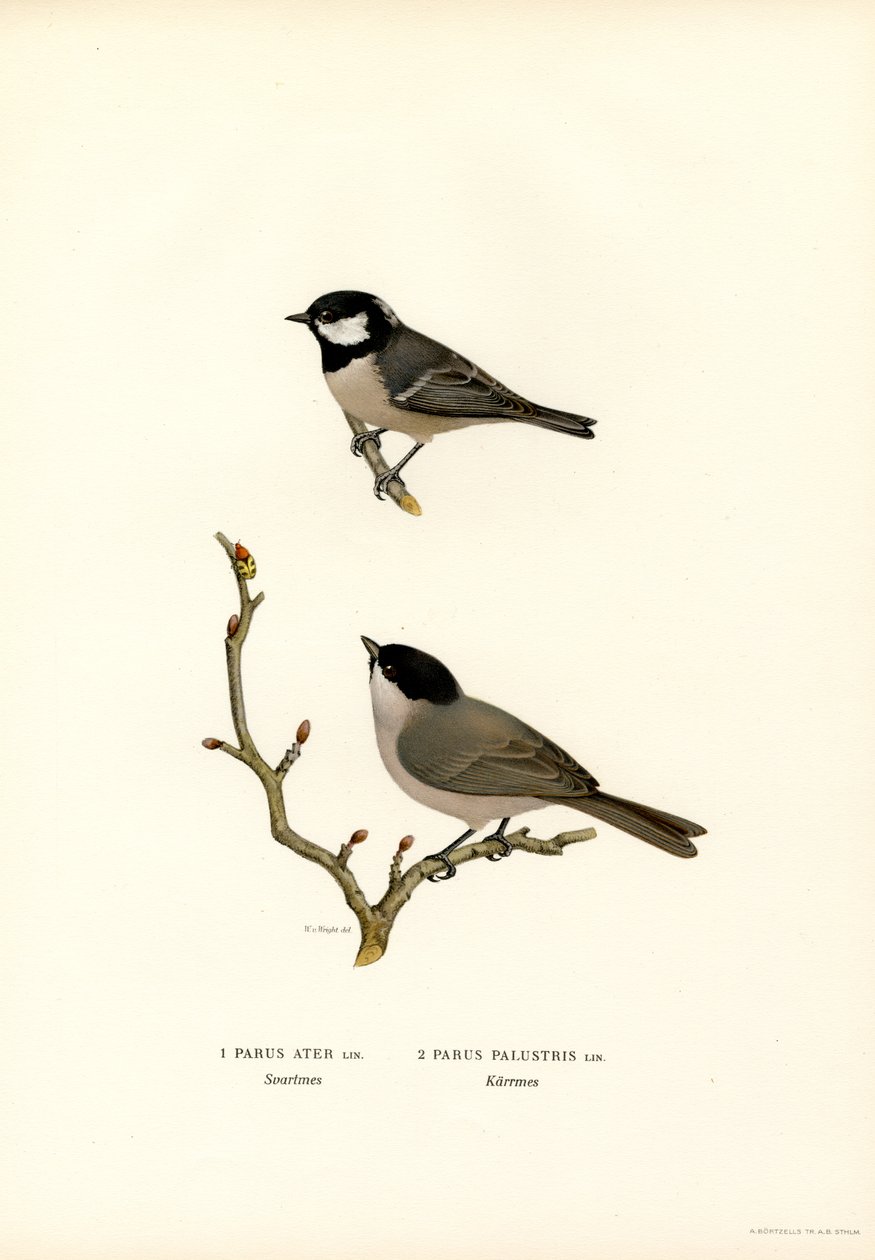 Fekete tarajos cinege (színes litó) alkotó: Magnus Ferdinand and Wilhelm von Wright