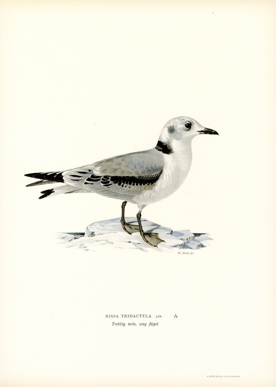 Fekete lábú Kittiwake (színes litó) alkotó: Magnus Ferdinand and Wilhelm von Wright