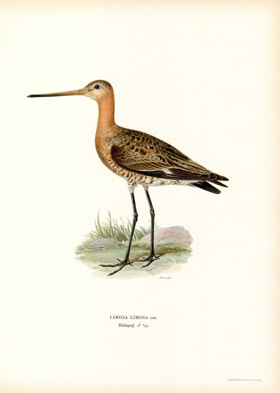 Feketefarkú Godwit (színes litó) alkotó: Magnus Ferdinand and Wilhelm von Wright