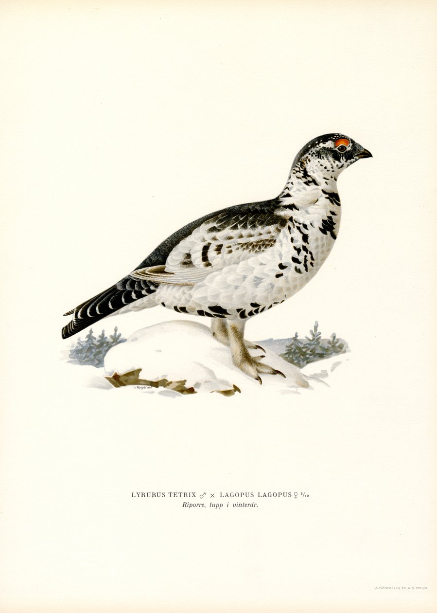 Fekete fajd x Willow Ptarmigan (színes litó) alkotó: Magnus Ferdinand and Wilhelm von Wright