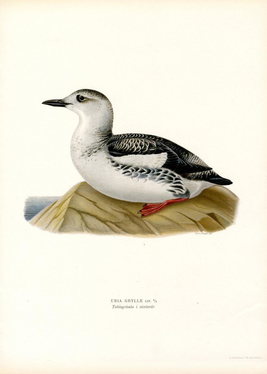 Fekete Guillemot (színes litó) alkotó: Magnus Ferdinand and Wilhelm von Wright