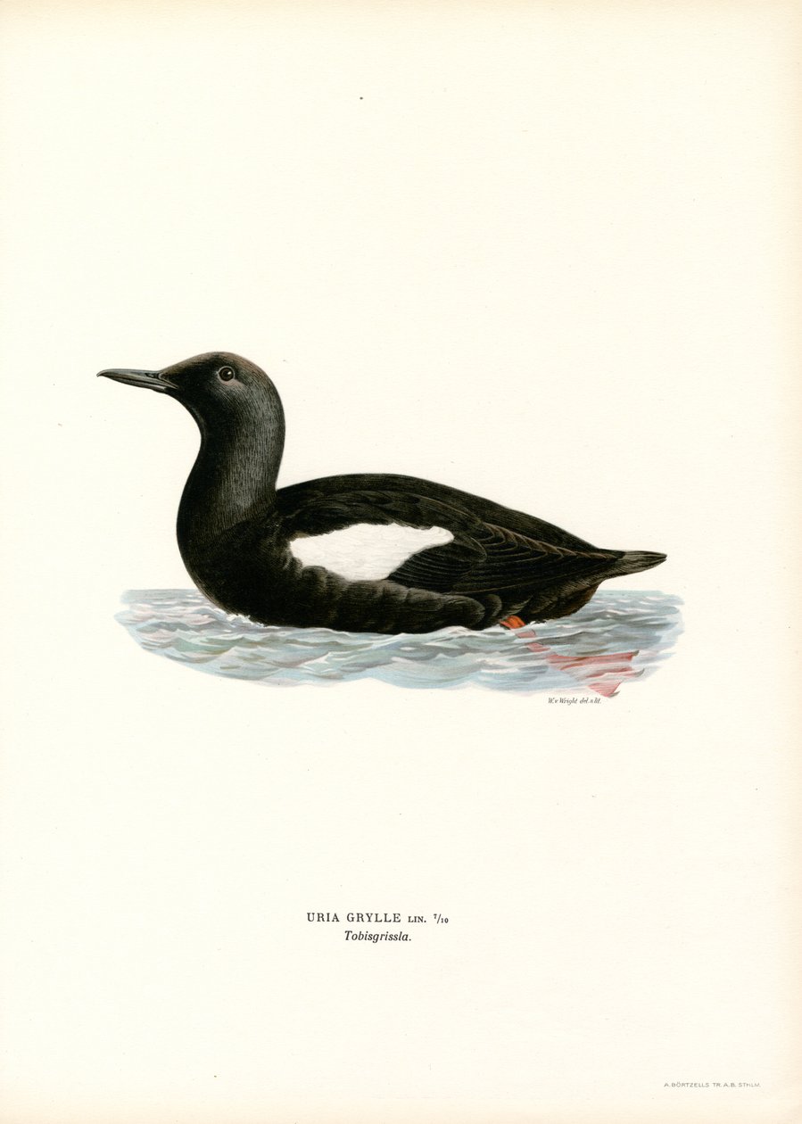 Fekete Guillemot (színes litó) alkotó: Magnus Ferdinand and Wilhelm von Wright
