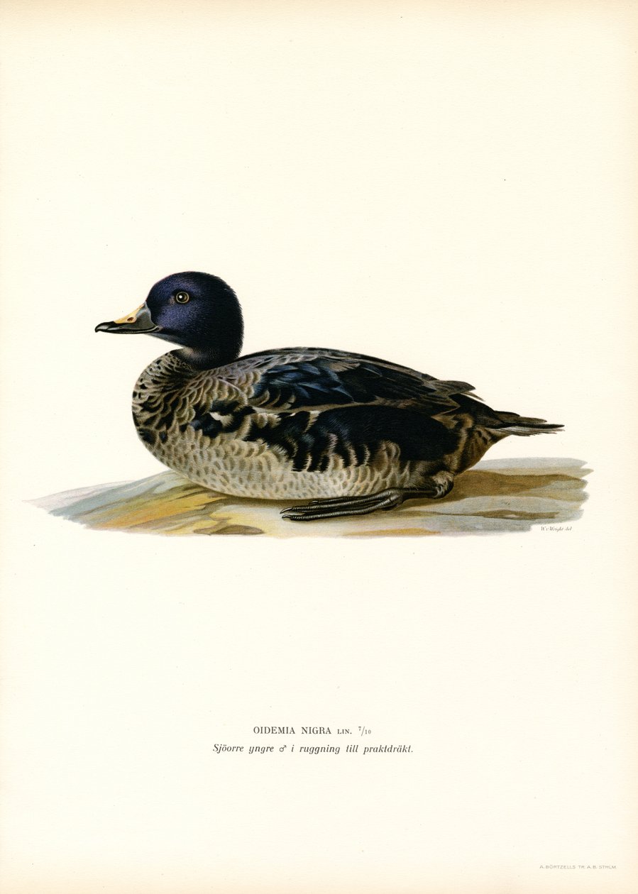 Fekete Scoter (színes litho) alkotó: Magnus Ferdinand and Wilhelm von Wright