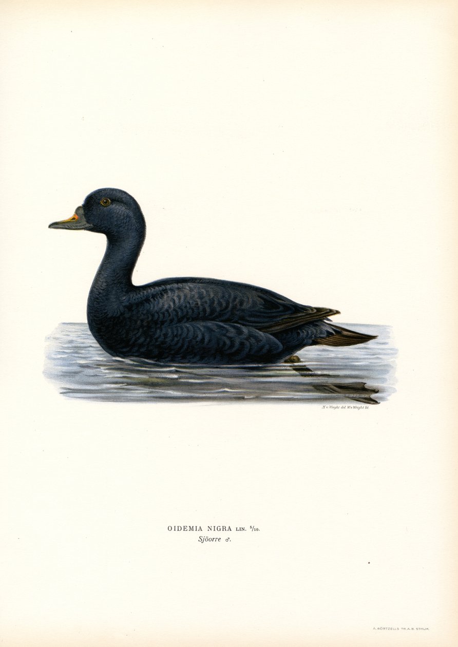 Fekete Scoter (színes litho) alkotó: Magnus Ferdinand and Wilhelm von Wright
