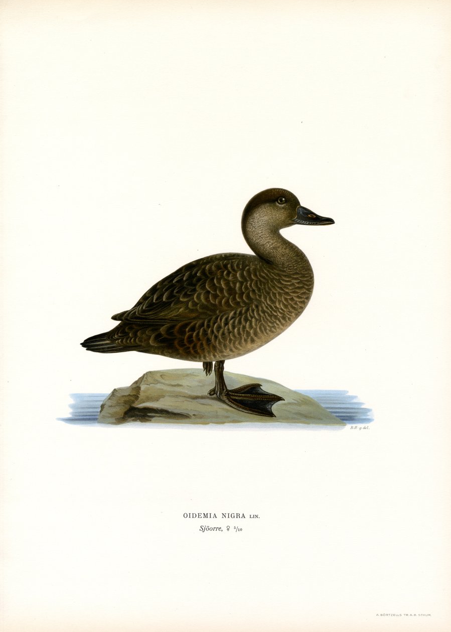 Fekete Scoter (színes litho) alkotó: Magnus Ferdinand and Wilhelm von Wright