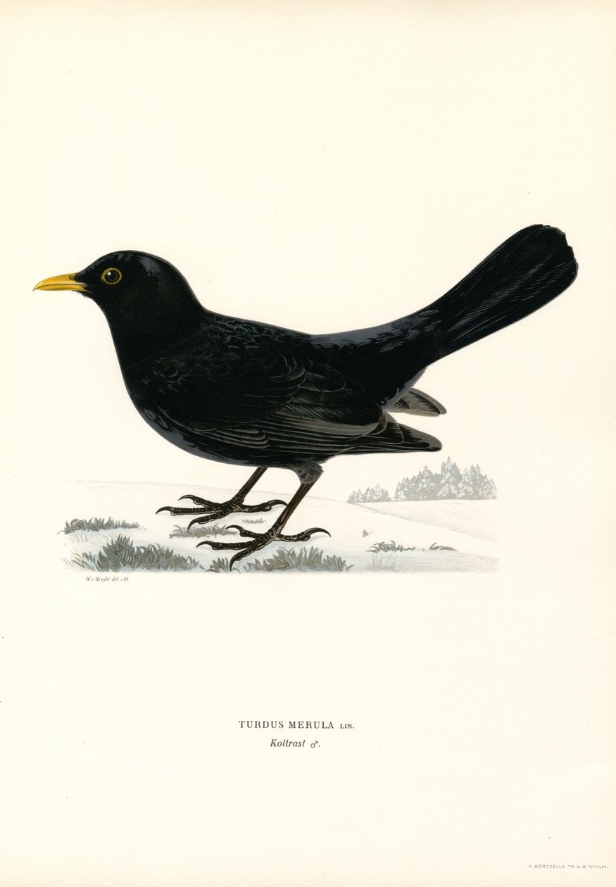 Blackbird (színes litó) alkotó: Magnus Ferdinand and Wilhelm von Wright
