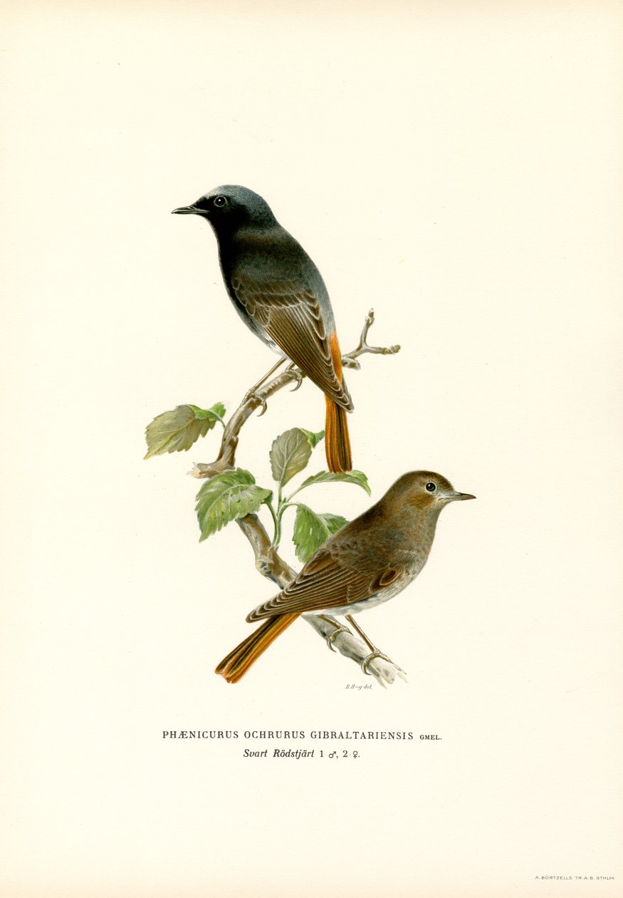Blackstart (színes litho) alkotó: Magnus Ferdinand and Wilhelm von Wright