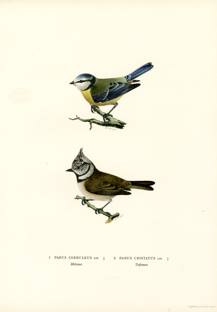Kék cinege (színes litó) alkotó: Magnus Ferdinand and Wilhelm von Wright