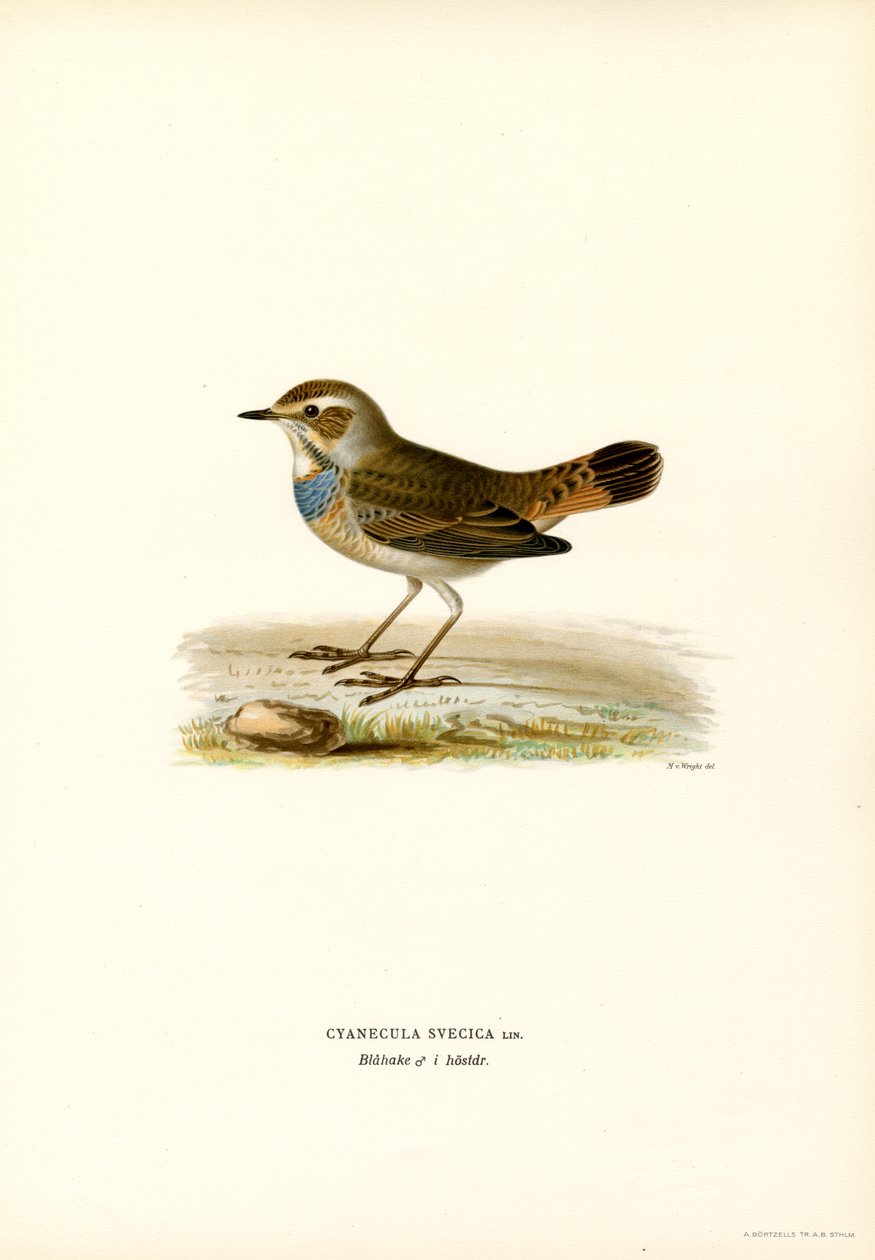 Bluethroat (színes litó) alkotó: Magnus Ferdinand and Wilhelm von Wright