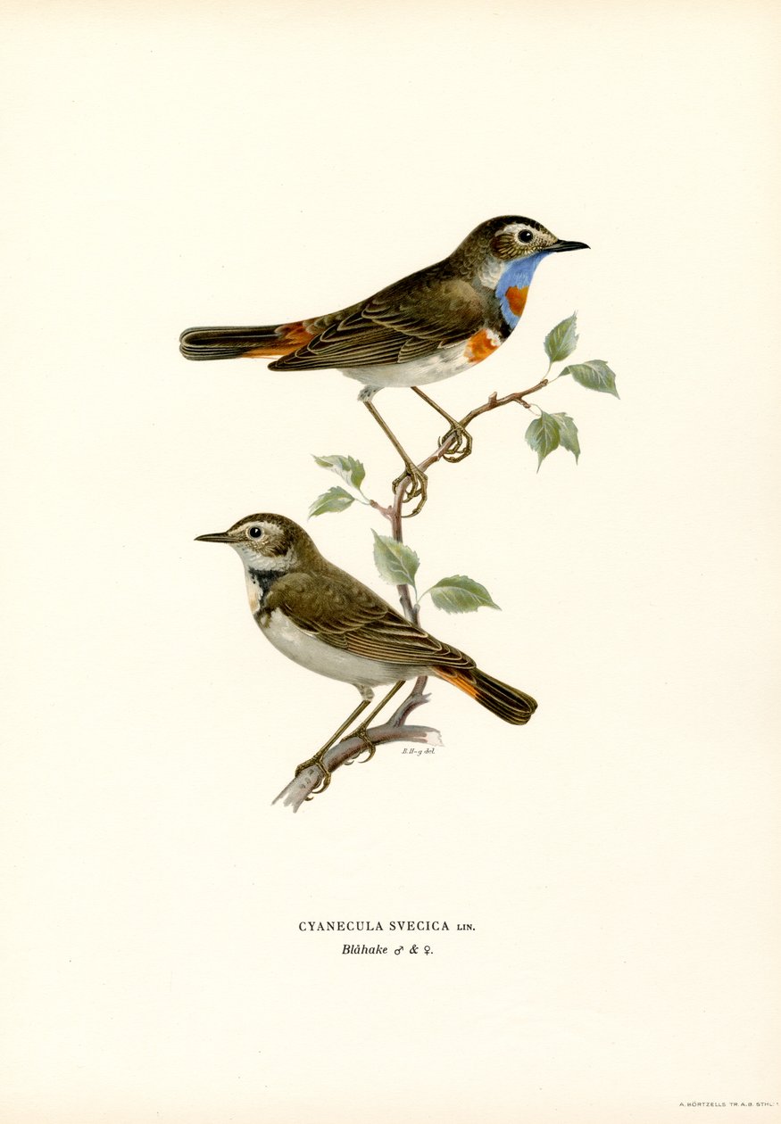Bluethroat (színes litó) alkotó: Magnus Ferdinand and Wilhelm von Wright