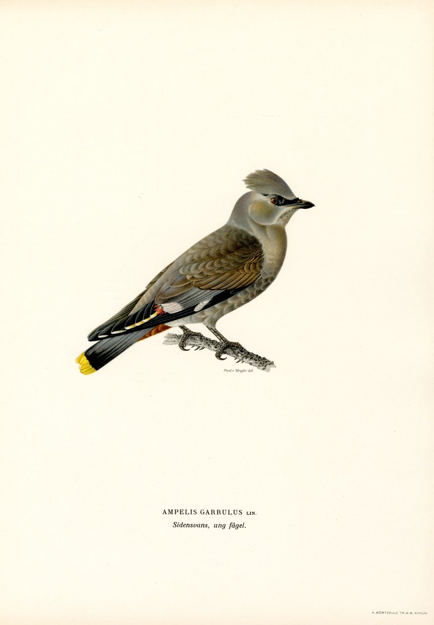 Bohemian Waxwing (színes tagok) alkotó: Magnus Ferdinand and Wilhelm von Wright