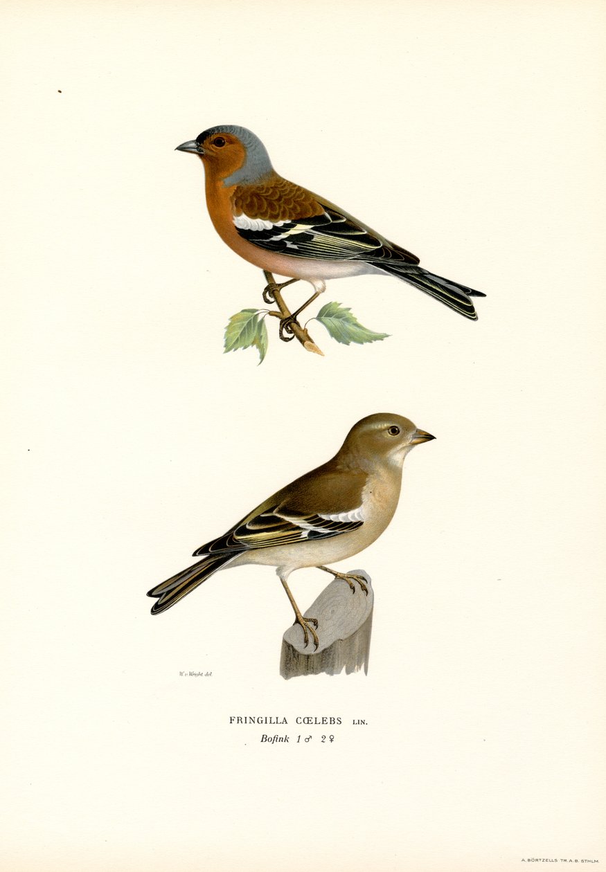 Közönséges pince (színes litho) alkotó: Magnus Ferdinand and Wilhelm von Wright