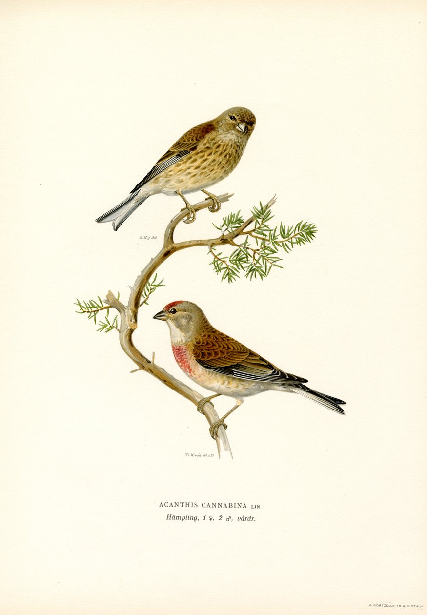 Közönséges lenvászon (színes litó) alkotó: Magnus Ferdinand and Wilhelm von Wright