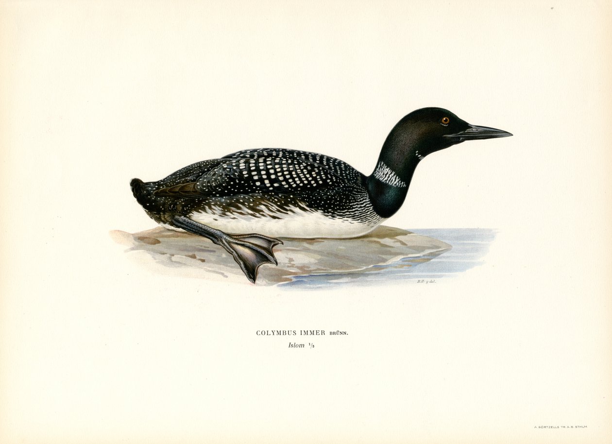 Common Loon (színes litho) alkotó: Magnus Ferdinand and Wilhelm von Wright