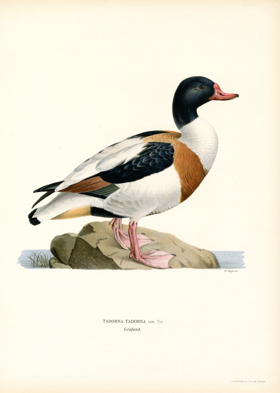 Common Shelduck (színes litó) alkotó: Magnus Ferdinand and Wilhelm von Wright
