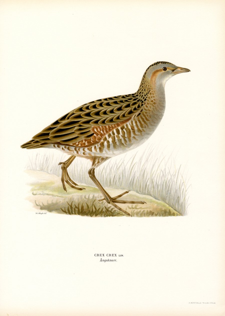 Corn Crake (színes litho) alkotó: Magnus Ferdinand and Wilhelm von Wright