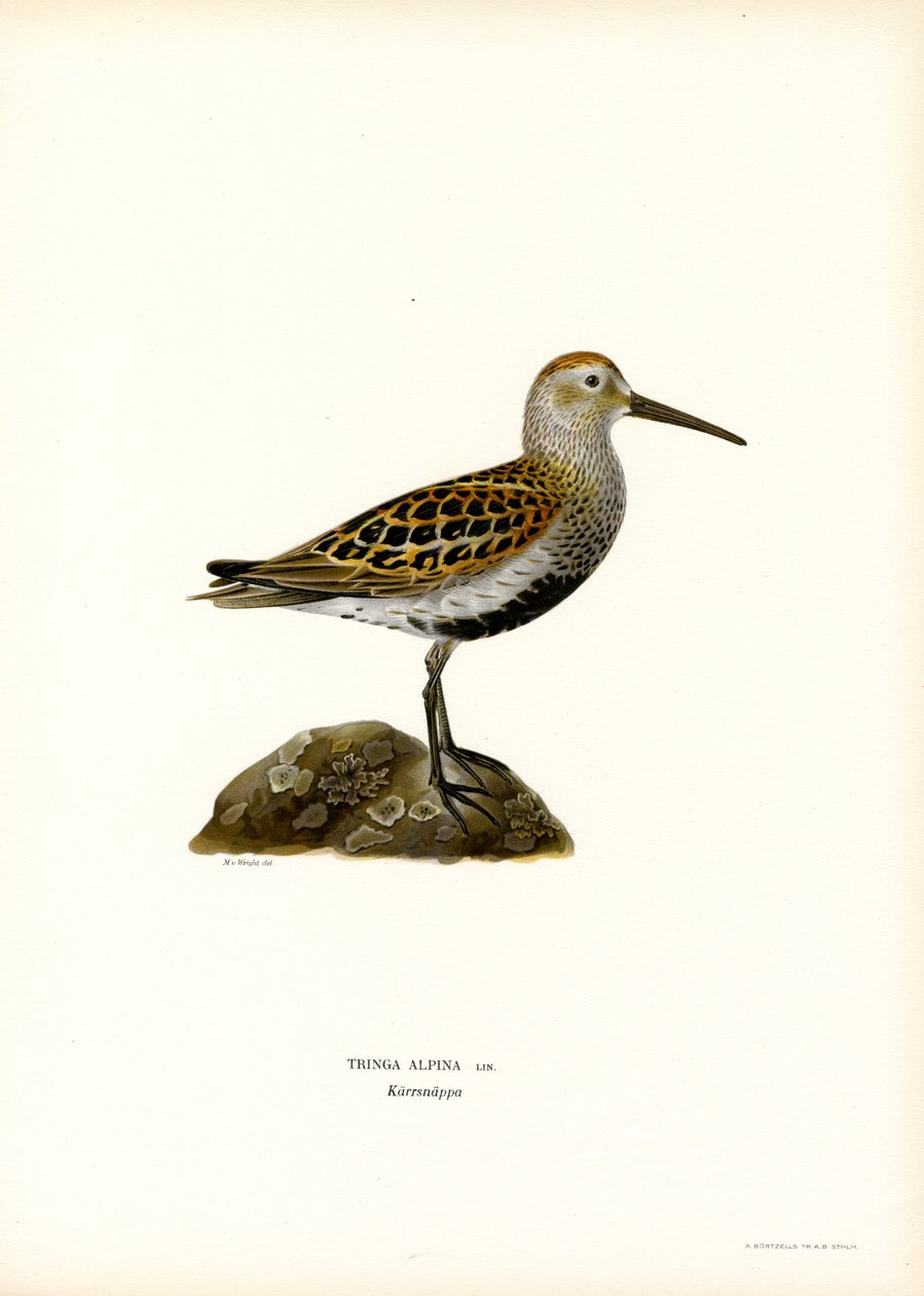 Dunlin (színes litó) alkotó: Magnus Ferdinand and Wilhelm von Wright