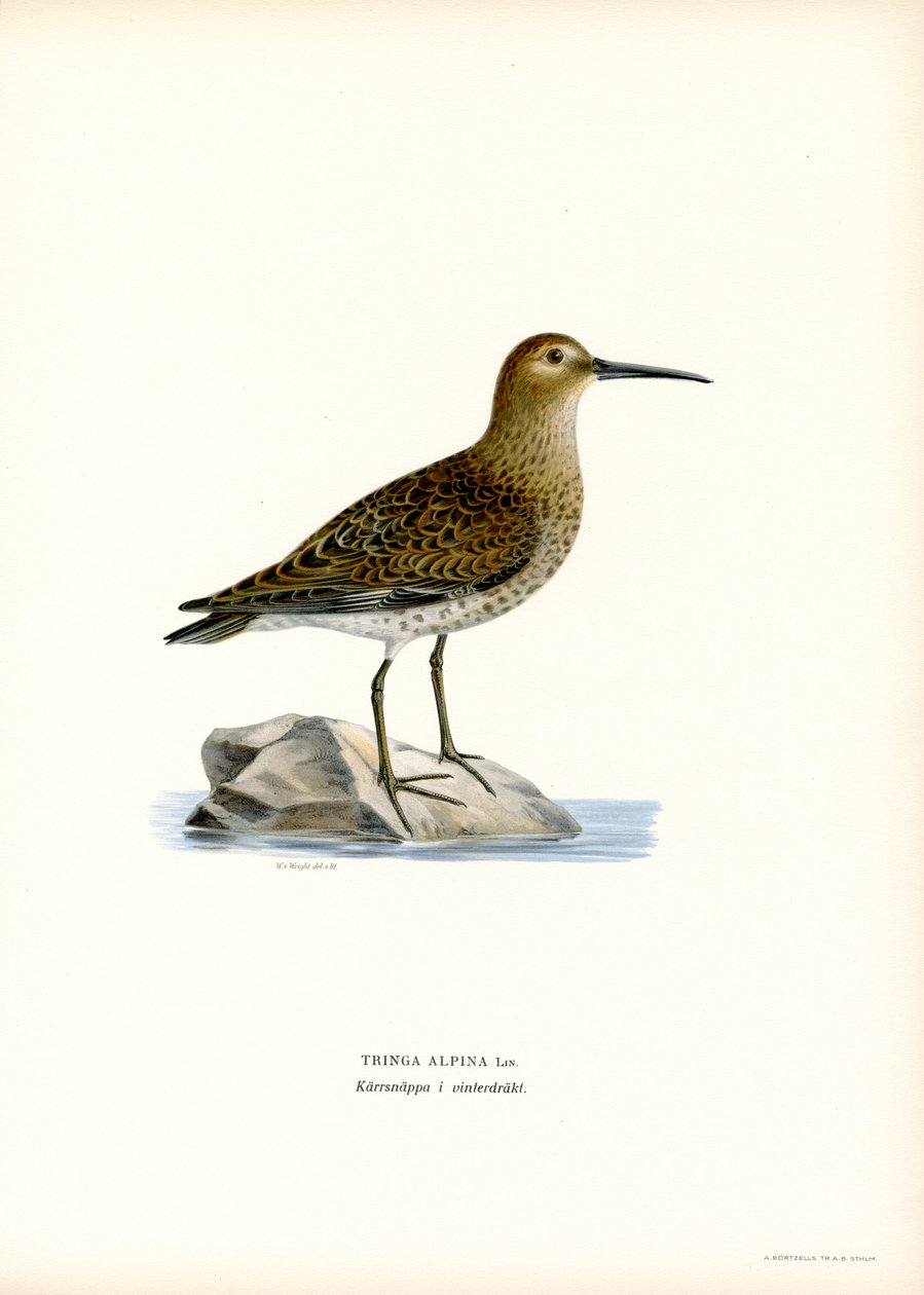 Dunlin (színes litó) alkotó: Magnus Ferdinand and Wilhelm von Wright