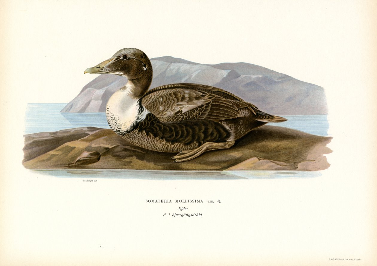 Eder kacsa (színes litho) alkotó: Magnus Ferdinand and Wilhelm von Wright