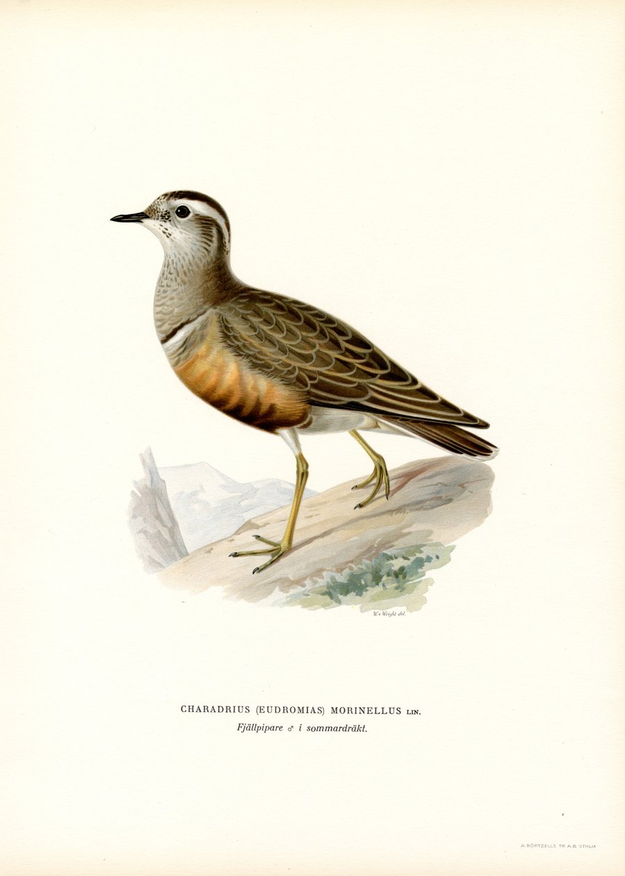 Eurázsiai Dotterel (színes litó) alkotó: Magnus Ferdinand and Wilhelm von Wright