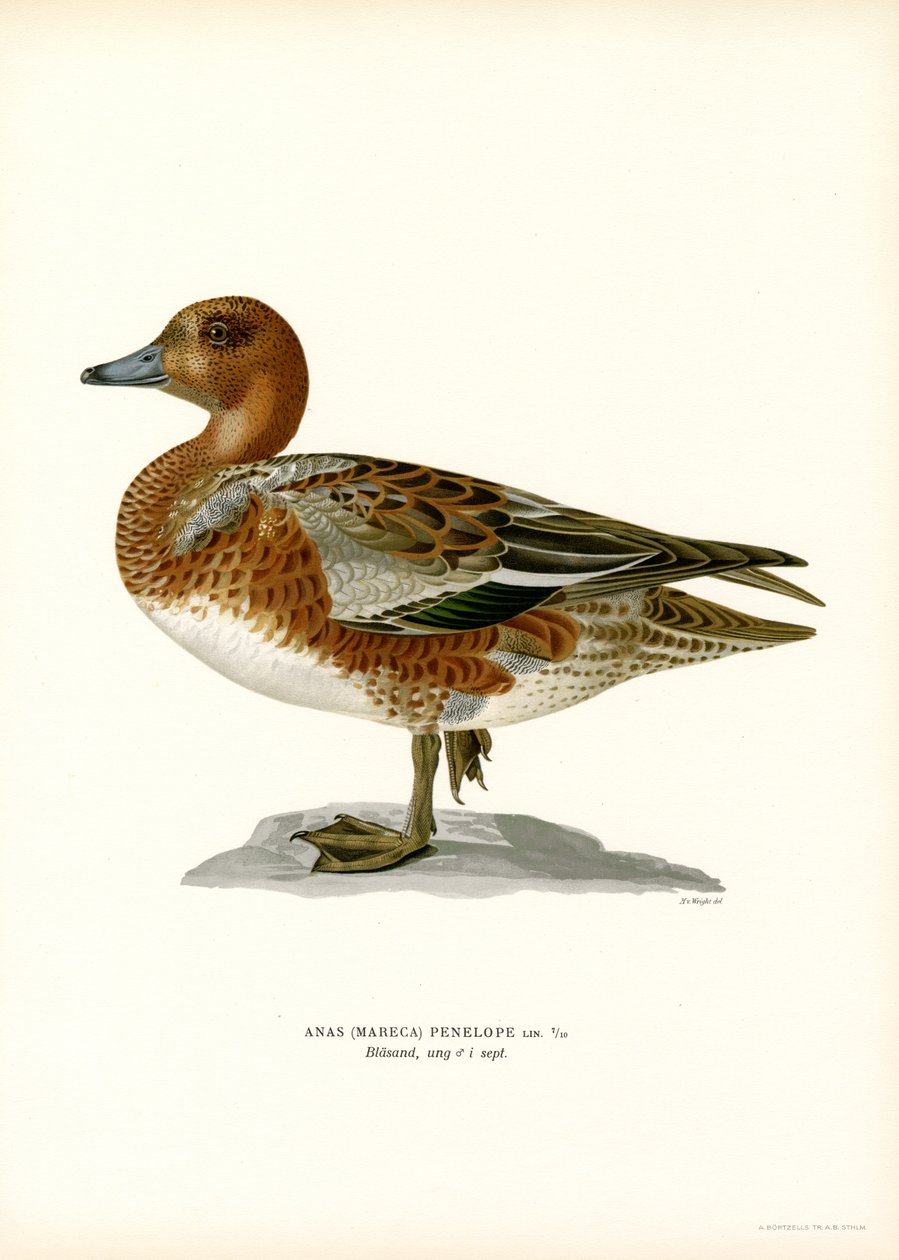 Eurázsiai Wigeon (színes litó) alkotó: Magnus Ferdinand and Wilhelm von Wright